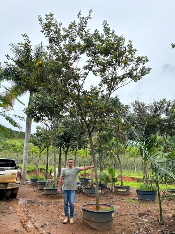 Ipê Amarelo