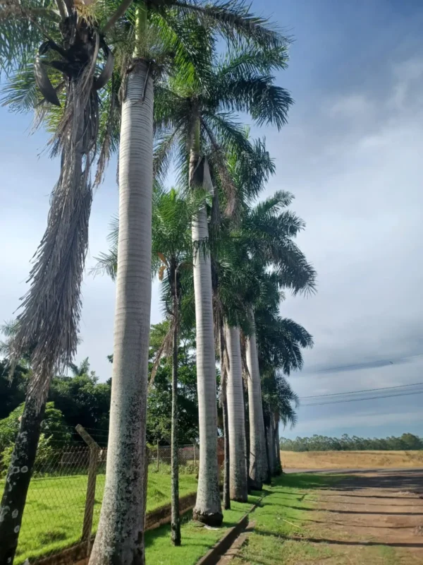 Palmeira Imperial