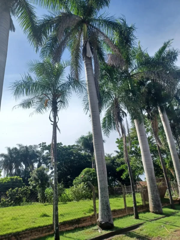 Palmeira Imperial - Image 2